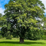 How Tall Are Oak Trees
