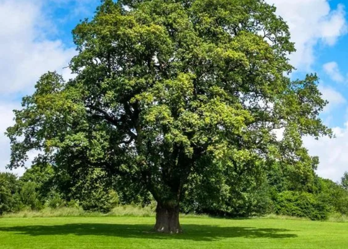 How Tall Are Oak Trees