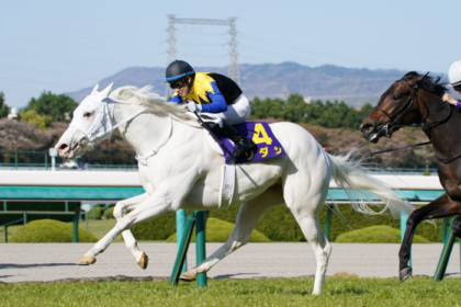 Les 3 Chevaux Incontournables