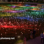 Field of Light at Freedom Plaza Photos (1)