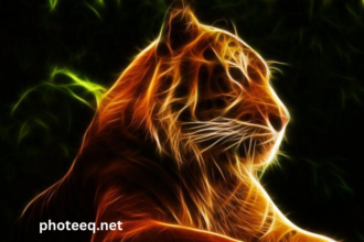 wallpaper0l1sjr6jf2q= Tiger